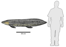 Chinle fish Arganodus cropped