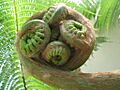Closeup of very large fern frond