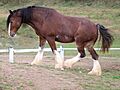 Clydesdale horse by Bonnie Gruenberg