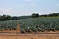 Collard green field in North Centre Township, Columbia County, Pennsylvania