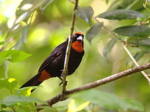 Puerto Rican bullfinch Facts for Kids