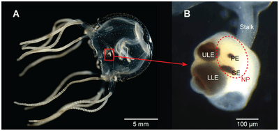 Cubozoan visual system in Tripedalia cystophora
