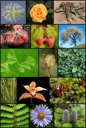 Diversity of plants image version 5