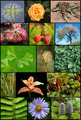 Diversity of plants image version 5