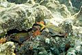 Dusky squirrelfish Sargocentron vexillarium (4683571795).jpg