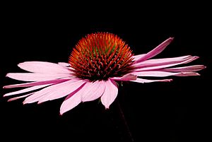 Echinacea angustifolia - 01Aug2009 - 01