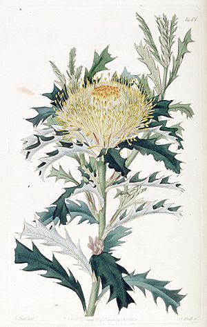 Edwards's Botanical Register, Plate 1455