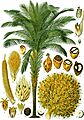 Elaeis guineensis - Köhler–s Medizinal-Pflanzen-056