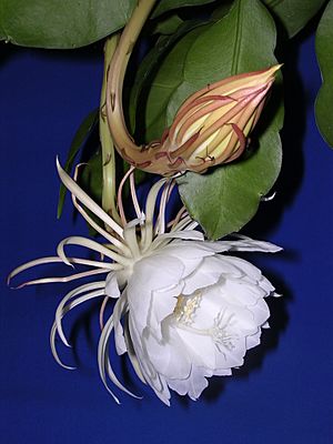 Epiphyllum oxypetalum flower.JPG