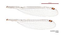 Episynlestes cristatus female wings (34788219596)