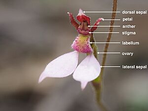 Eriochilus (labelled)