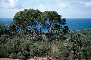 Eucalyptus burdettiana habit.jpg