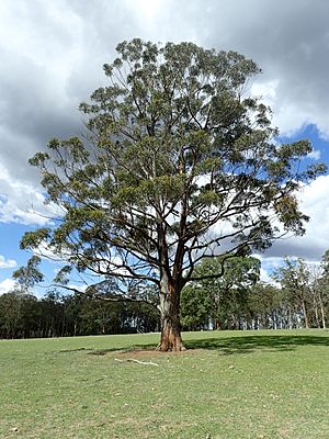 Eucalyptus cameronii habit.jpg