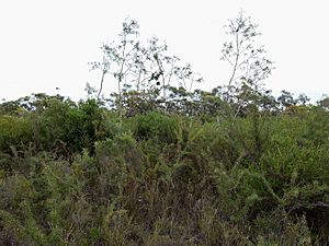 Eucalyptus sturgissiana.jpg