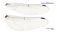 Eusynthemis tillyardi female wings (34216047274)