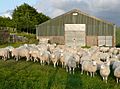 Flock of sheep in Ceredigion