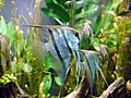 Freshwater angelfish biodome