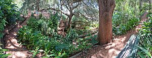 Gardens in Sydney - 4 - 2023 December