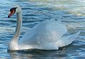 Höckerschwan