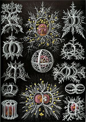 Haeckel Stephoidea