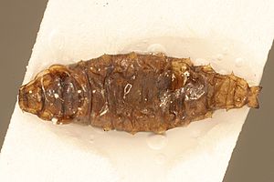 Helaeomyia.petrolei.larva.-.sbmnh