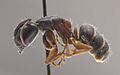 Hercules Ant (Camponotus herculeanus)