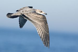 Herring gull - natures pics