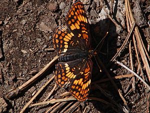 Hoffmann's Checkerspot Butterfly- Chlosyne hoffmanni (9403884612).jpg