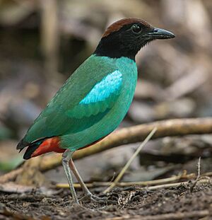 Western hooded pitta Facts for Kids