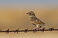 Horsfield's Bushlark (Mirafra javanica) (12286148834)