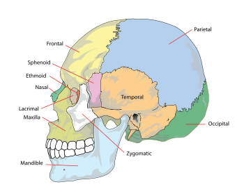 Human skull side simplified (bones)