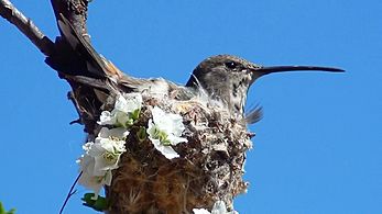 Hummingbird Incubating3