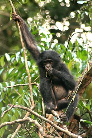 Ida une jeune qui devra quitter son groupe à l'adolescence