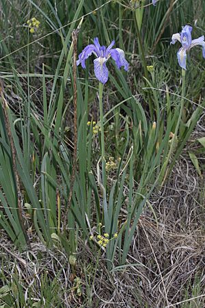 Iris missouriensis 9423.JPG