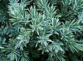 Juniperus squamata Blue Star 2