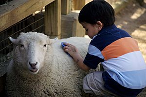 Kid petting sheep, Zoo Atlanta