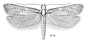 LEPI Gelechiidae Anisoplaca ptyoptera.png