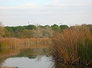 Lac du parc de l'Alamillo