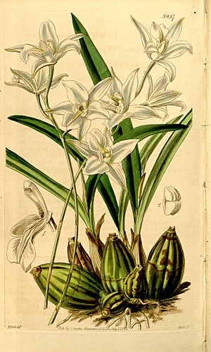 Laelia albida - Curtis' 68 (N.S. 15) pl. 3957 (1842).jpg