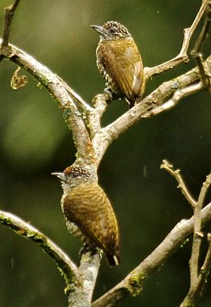 Lafresnaye‘sPiculet.jpg