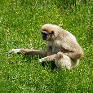 Lar Gibbon at Chester Zoo 1
