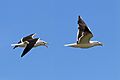 Lesser black-backed gull (Larus fuscus intermedius) in flight composite
