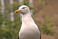 Lesser black-backed gull 2015