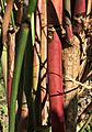 Leycesteria formosa colourful stems