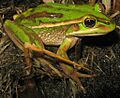 Litoria aurea green2
