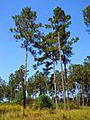 Loblolly Pines South Mississippi.JPG