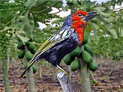 Lybiidae - Lybius guifsobalito (Black-billed barbet)
