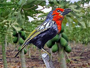 Lybiidae - Lybius guifsobalito (Black-billed barbet)