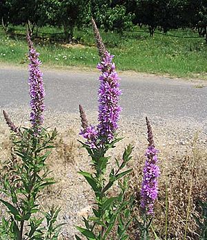 Lythrum salicaria