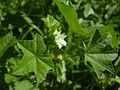 Malva parviflora small